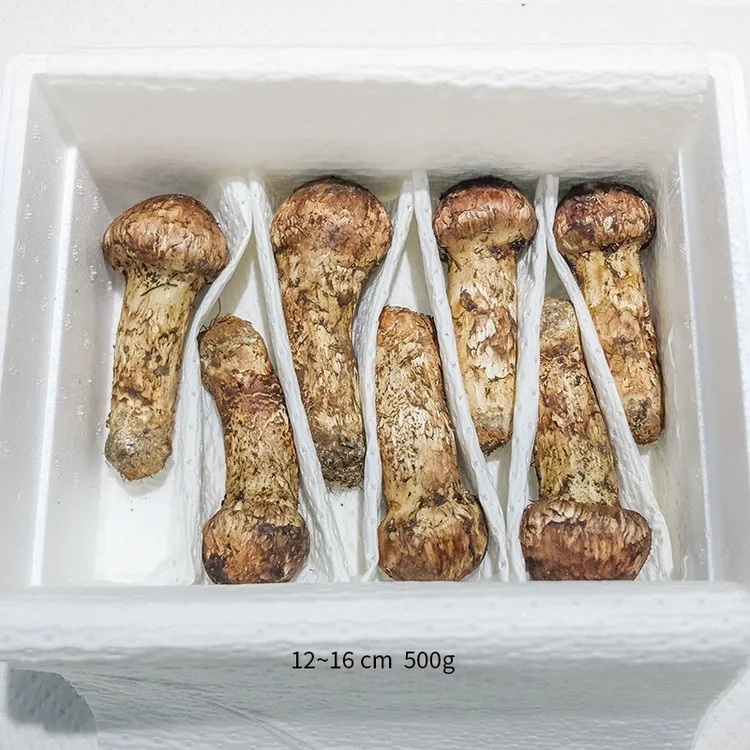 【不好包赔】精品云南香格里拉新鲜松茸菌500g/1000g空运菌菇