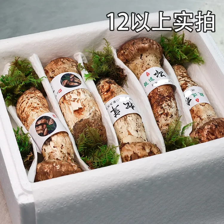 【不好包赔】精品云南香格里拉新鲜松茸菌1000g顺丰空运菌菇
