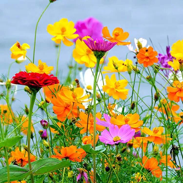 花卉组合种子野花组合种子多年生种籽四季开花庭院室外花草A78