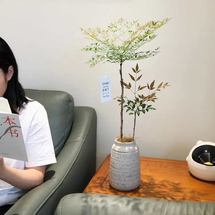 精选禅意简约风南天竹盆栽盆景室内阳台办公室耐阴好养花卉绿植