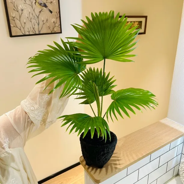蒲葵棕竹棕榈盆栽盆景室内客厅办公室桌面观叶趣味花卉绿植好养