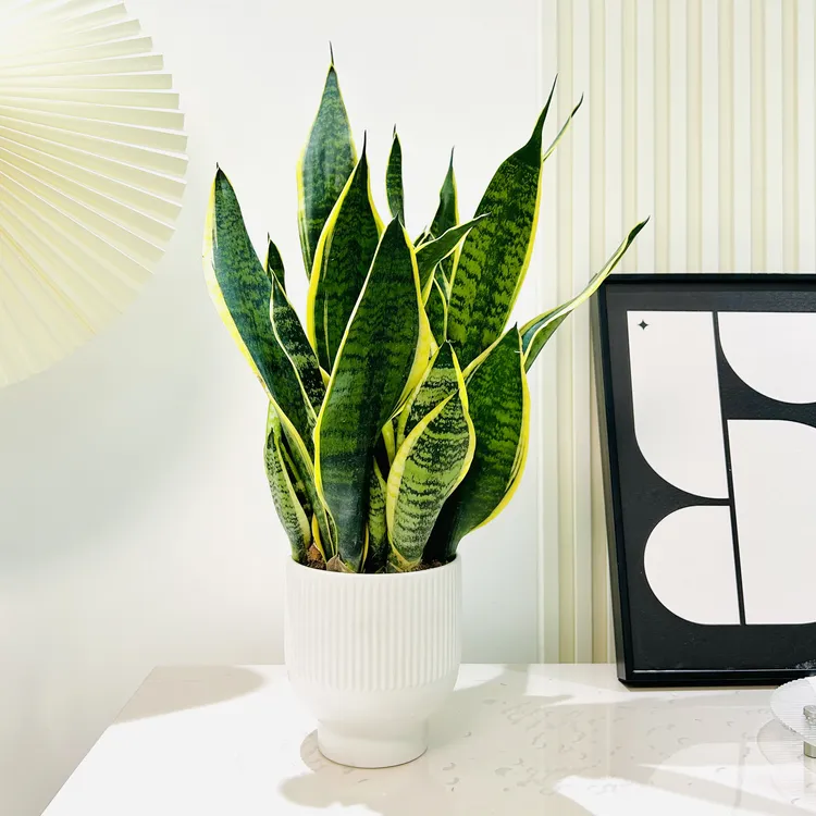 雅韵阁金边虎皮兰虎尾兰盆栽盆景室内阳台办公室耐阴好养花卉绿植