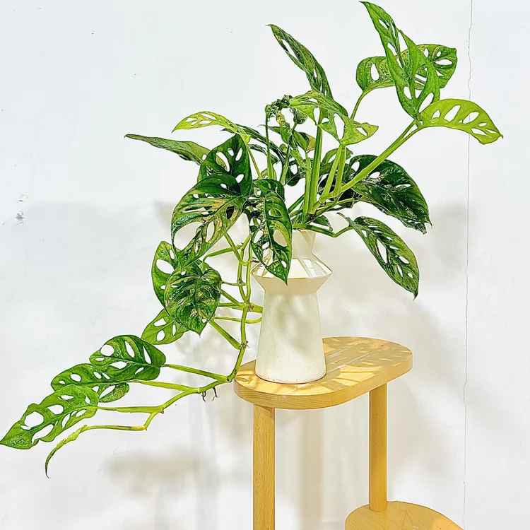 雅韵阁水培洞洞芋龟仙洞竹芋盆栽盆景室内客厅办公室前台花卉绿植