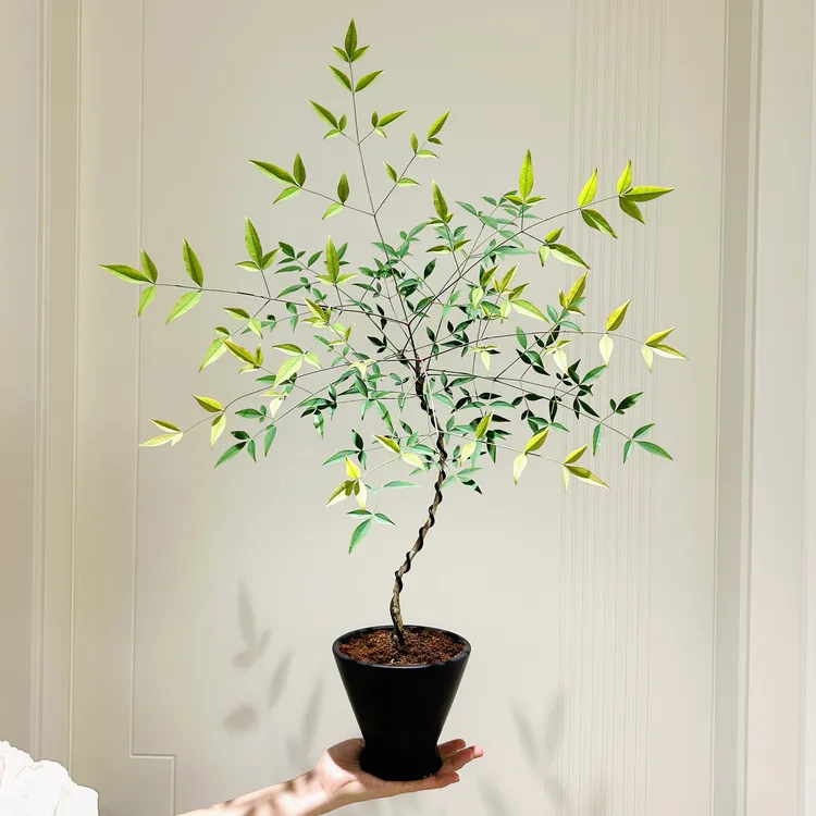 禅意造型南天竹马醉木盆栽盆景室内客厅办公室桌面绿色花卉绿植