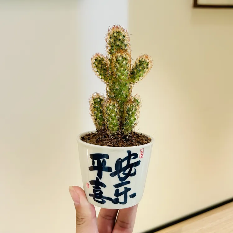 金手指仙人掌仙人球盆栽盆景室内客厅办公室桌面耐旱花卉绿植