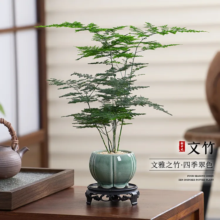 文竹盆栽室内绿植高级感客厅桌面工位好养活四季常青禅意植物盆景