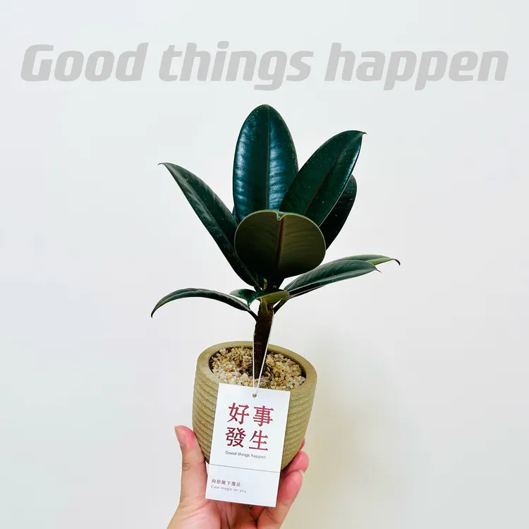 精选老桩黑金刚橡皮榕树盆栽盆景室内客厅办公室前台桌面花卉绿植
