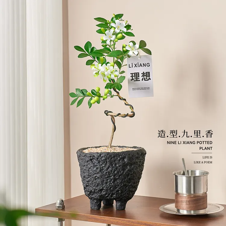 造型九里香盆栽四季开花办公室工位绿植高级感室内好养活驱蚊植物