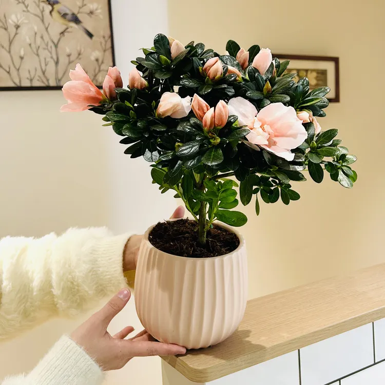粉精灵杜鹃花盆栽盆景室内客厅办公室桌面好养观花花卉绿植