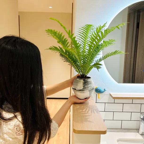 侘寂禅意风富贵蕨盆栽盆景室内客厅办公室前台桌面绿色花卉绿植