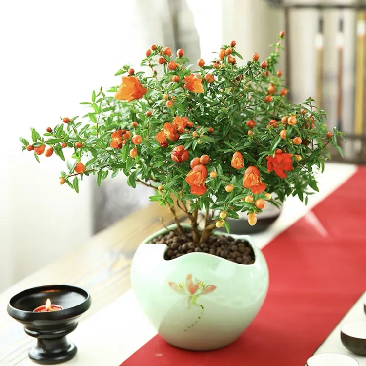 雅韵阁石榴花带花苞盆栽盆景室内阳台办公室耐阴好养花卉绿植绿植