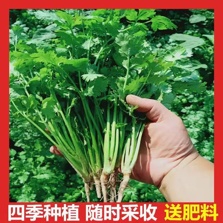 香菜种子小叶香菜种籽四季播耐热耐抽苔大田阳台庭院盆栽蔬菜种子
