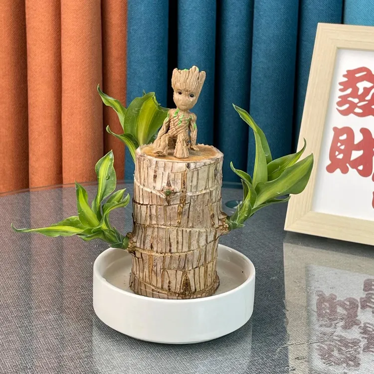 【长芽发货】水培巴西木好养办公桌面绿植前台观叶迷你植物