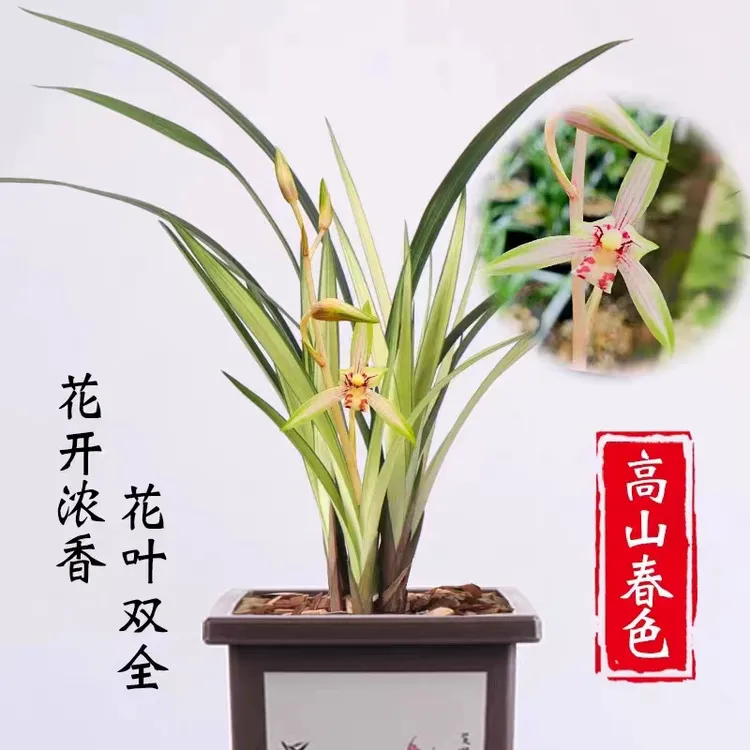 兰花苗建兰高山春色先明艺花艺双全四季兰带花苞室内花卉盆栽