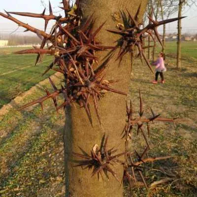 大刺皂角树苗皂角树绿化皂荚树苗盆栽地栽皂角树苗庭院皂角苗包邮