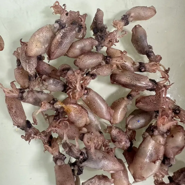 海兔  笔管鱼 干