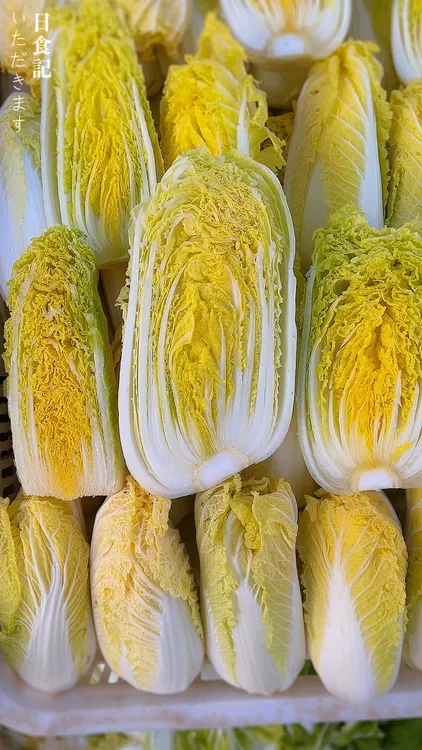 生态娃娃菜新鲜高原娃娃菜时令菜农家自种娃娃菜新鲜黄心叶菜蔬菜