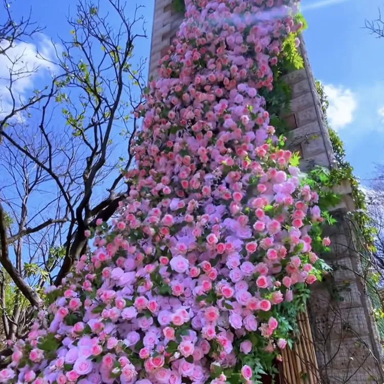 【无刺蔷薇】爬藤月季蔷薇四季开花浓香植物盆栽阳台庭院玫瑰花卉