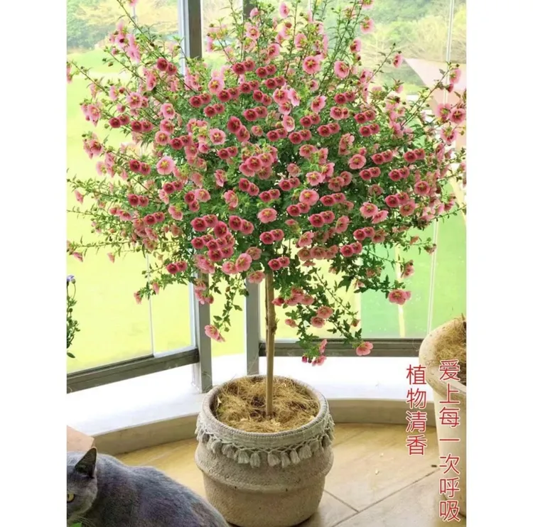 【小木槿】棒棒糖爆花机器四季开花