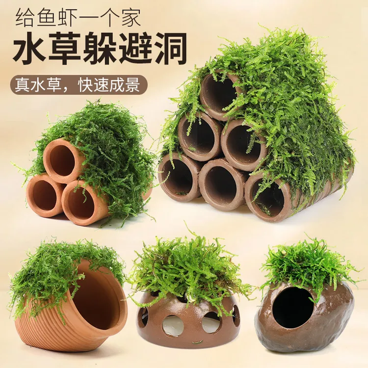 异景园鱼缸莫斯水草造景懒人真植物鱼虾躲避罐虾屋摆件繁殖躲避屋