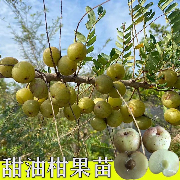 大玉余柑果苗嫁接苗果树苗崩坎甜种油甘树苗四季结果牛甘果苗苗木
