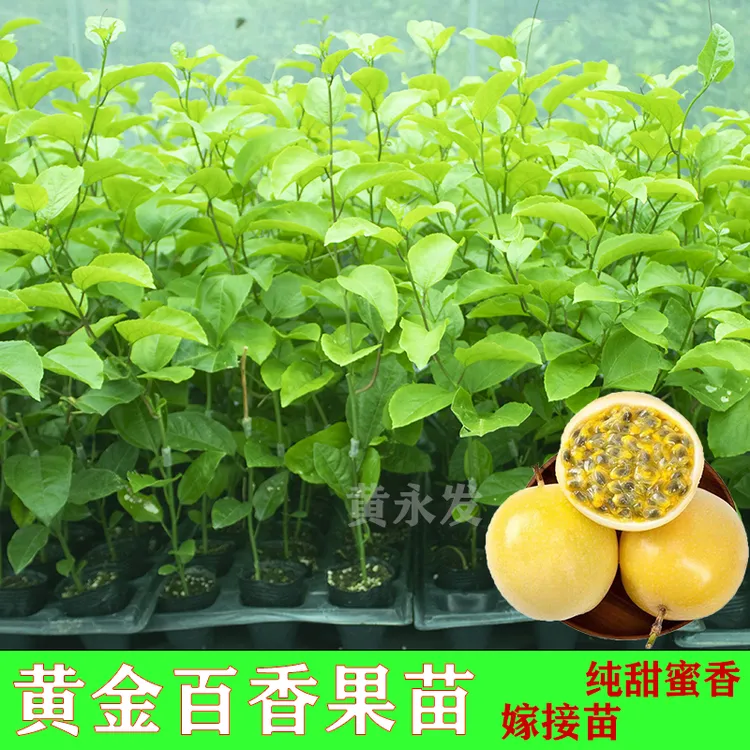 百香果树苗纯甜蜜香黄金百香果苗嫁接四季结果爬藤植物