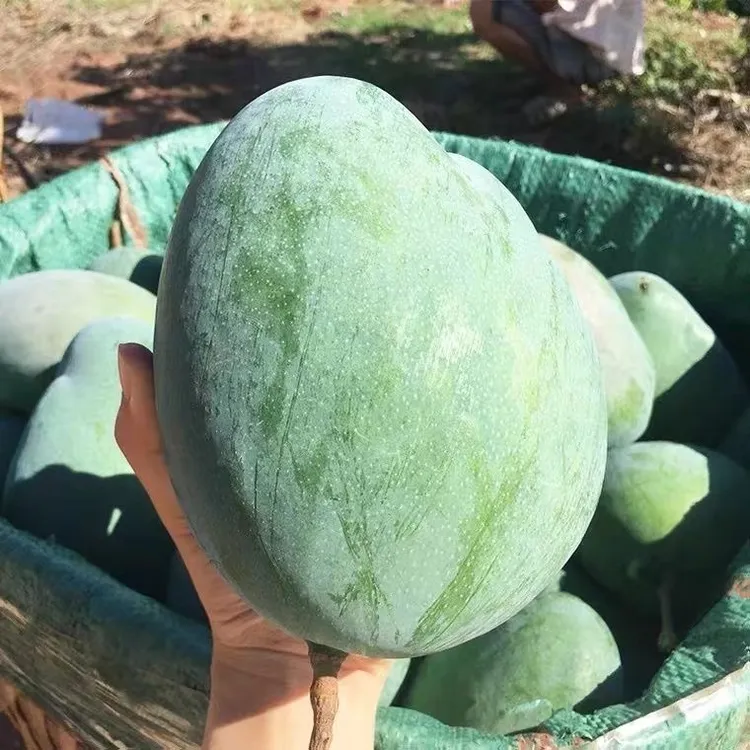 【放软后食用】云南凯特芒果新鲜应季水果现摘斤5/9斤包邮生熟采摘