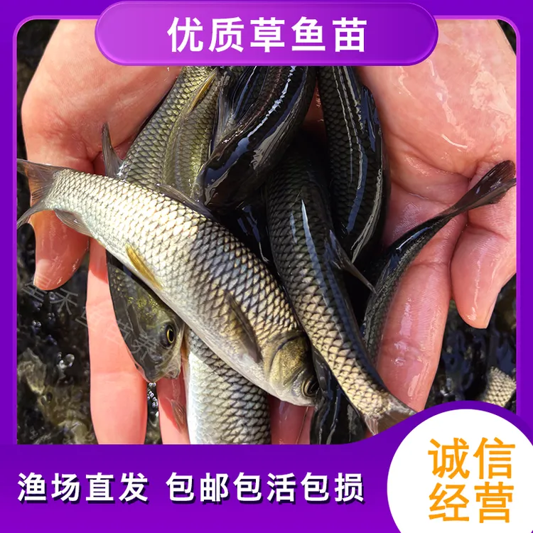 草鱼苗 淡水冷水鱼 包邮