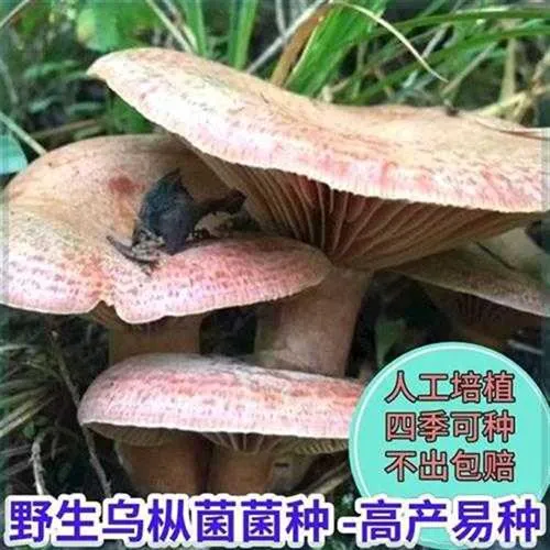 湘西野生乌枞菌菌种家种松树菌枞树菌新鲜菌种高产野蘑菇人工种植