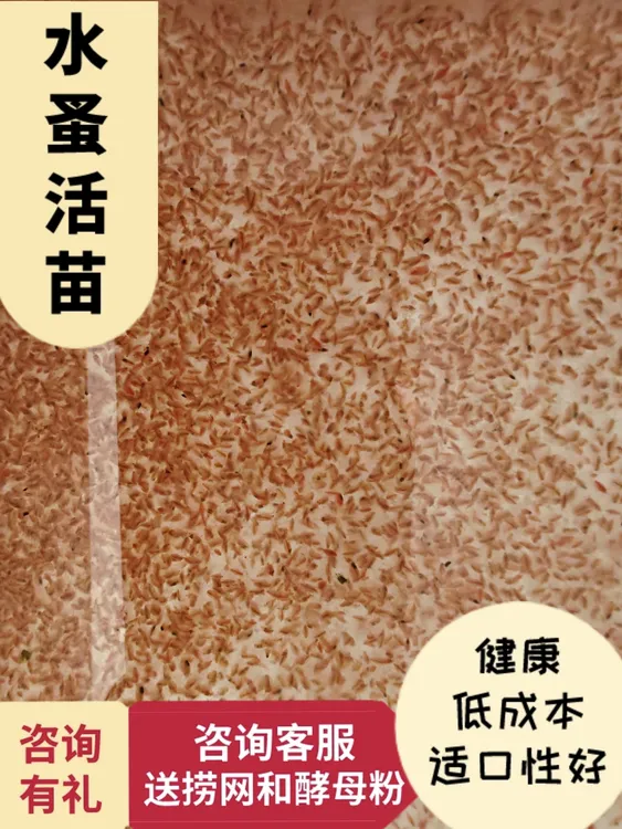 水蚤鱼虫观赏鱼活饵开口饲料无菌可繁殖饲料活体活苗红虫活体饲料
