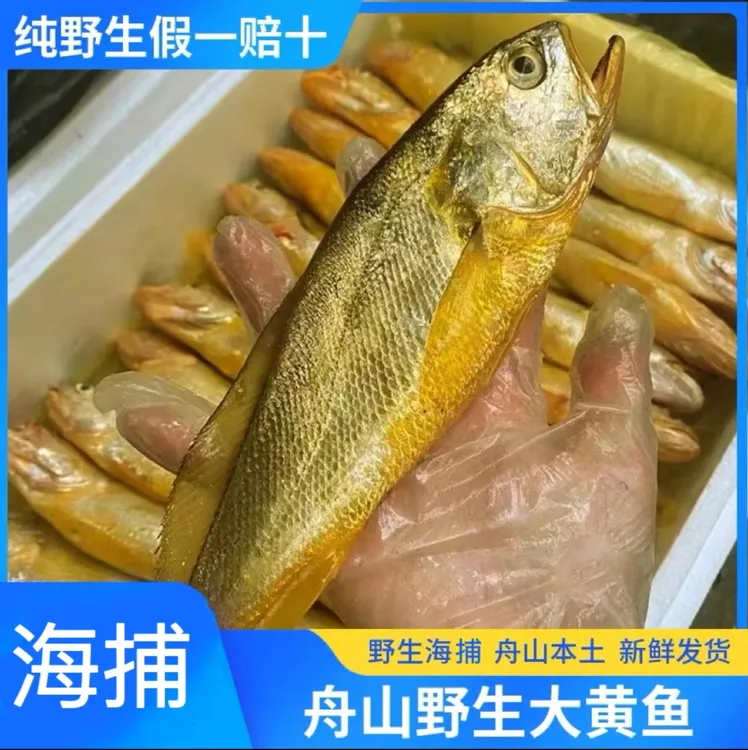舟山新鲜野生黄鱼 黄花鱼 冰鲜急冻 3斤装顺丰直发