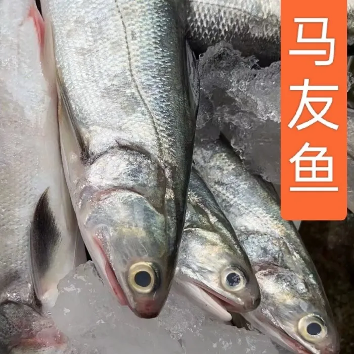 舟山海鲜 新鲜速冻 野生马友 章跳 午鱼 一条一斤以上 4斤/份 顺