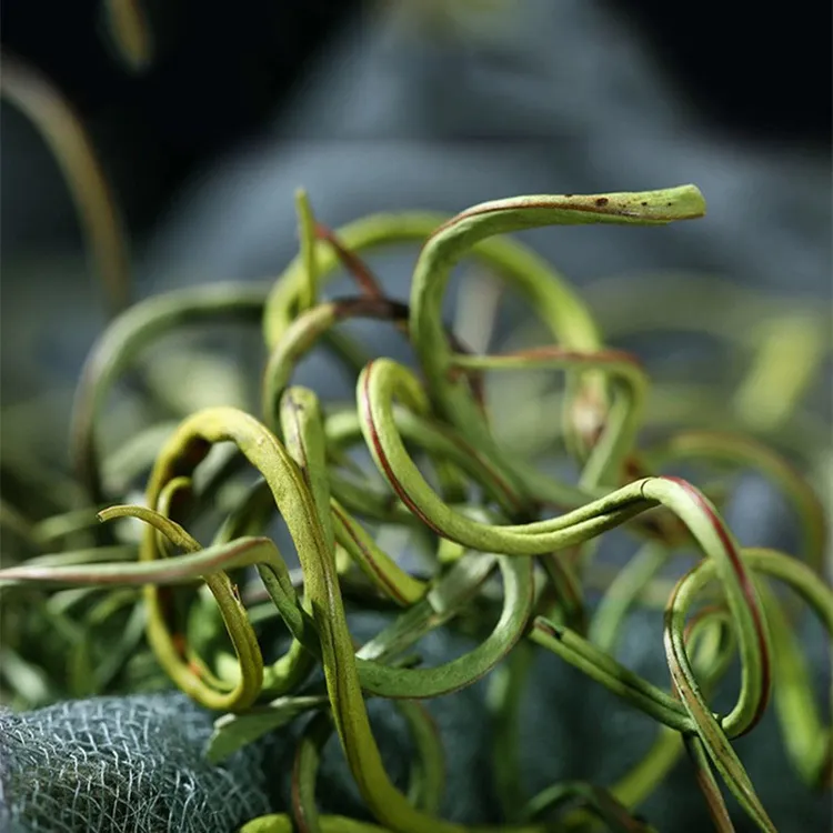 嗷嗷叫长白山小草(黄金草)净重50克/瓶石草茶