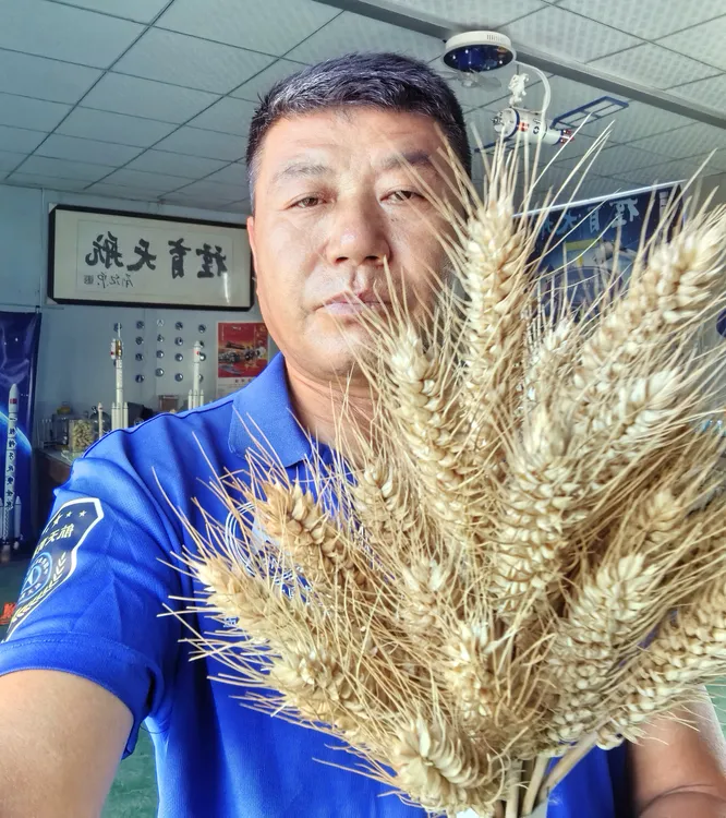 航天冬小麦双千系列 新疆不包邮
