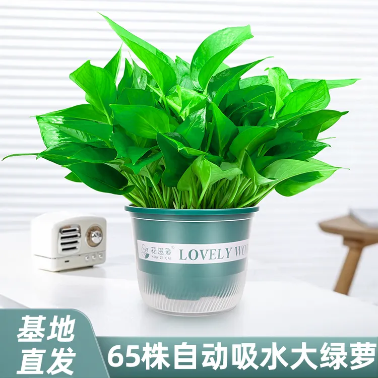 百花馨加仑盆绿萝盆栽室内植物新房除甲醛净化空花卉气绿植水培花