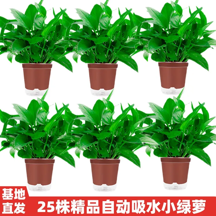 绿萝盆栽室内客厅除甲醛盆栽花卉绿植栽培水培花卉绿植盆栽绿箩花