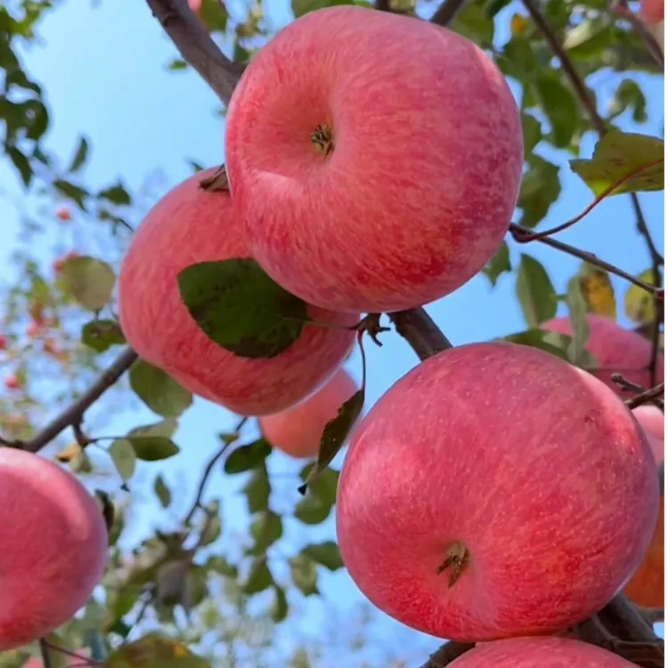 2025头茬洛川红富士苹果新鲜脆甜