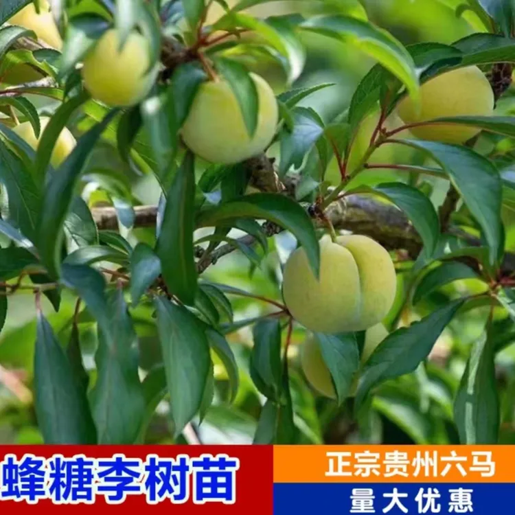 正宗原产地蜂糖李苗绿值园艺花园植物