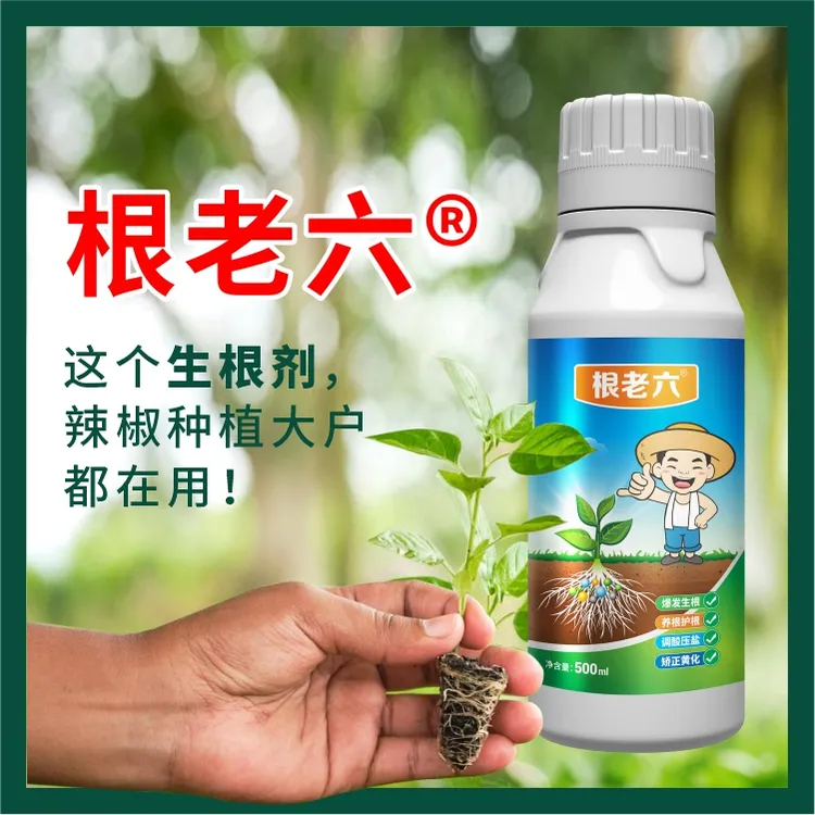 根老六辣椒生根剂辣椒种植防治烂根改良微生物工厂厂家直销氨基酸