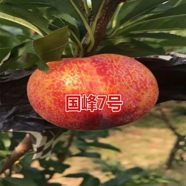 国峰7号李子树苗 新品种嫁接国丰七号李子苗 南北方种植 当年结果
