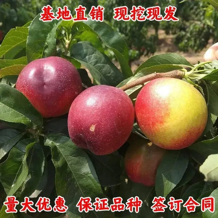 世纪之星油桃树苗 特大嫁接桃树苗油桃苗新品种南北方种植当年结