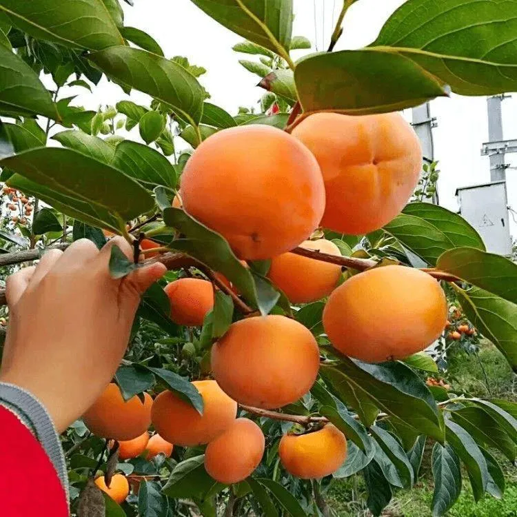 日本脆甜柿苗 富有甜柿子树苗柿子苗盆栽地栽不脱涩摘下即食抗病