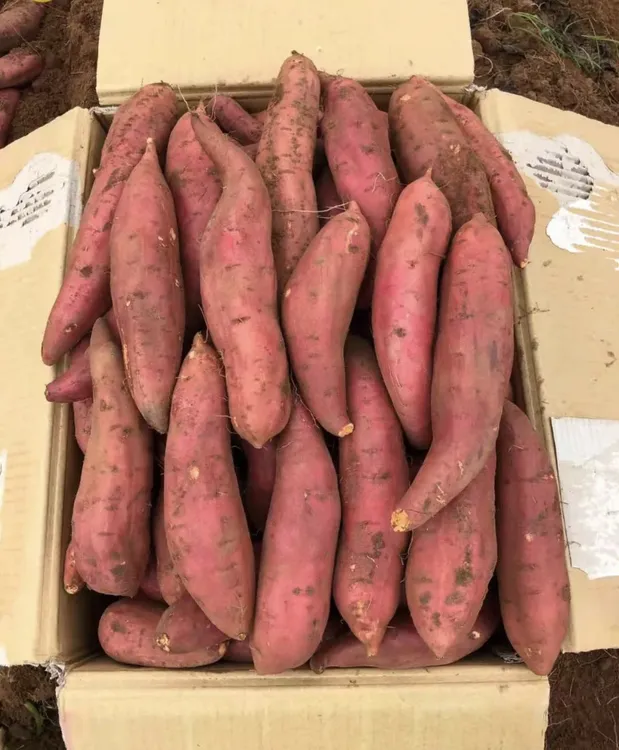 临泉黑土地种植 正宗西瓜红蜜薯  现挖现发软糯香甜 无筋无丝