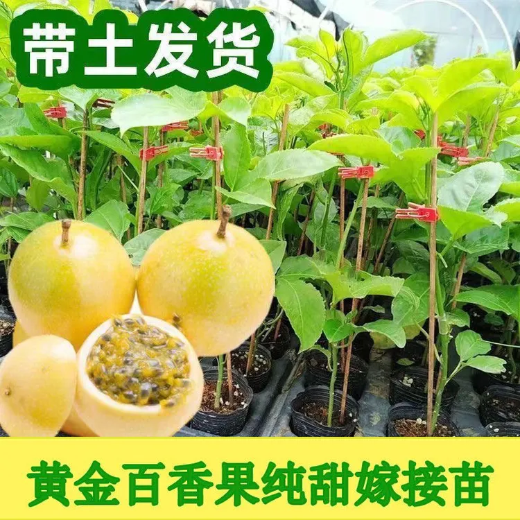 新品钦密黄金百香果树苗嫁接苗爬藤一年四季超甜大果百香果苗