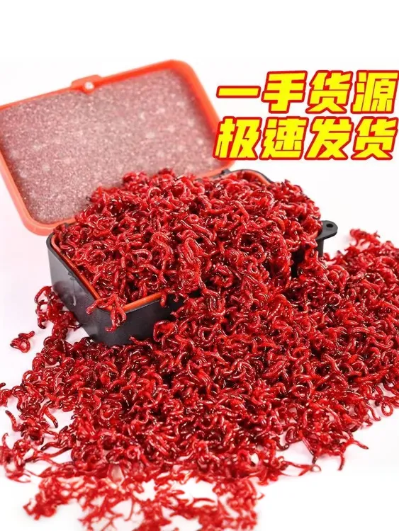 红虫活饵特大号钓鱼饵料优质野生活体小公虫拉饵鲜活优质垂钓适用
