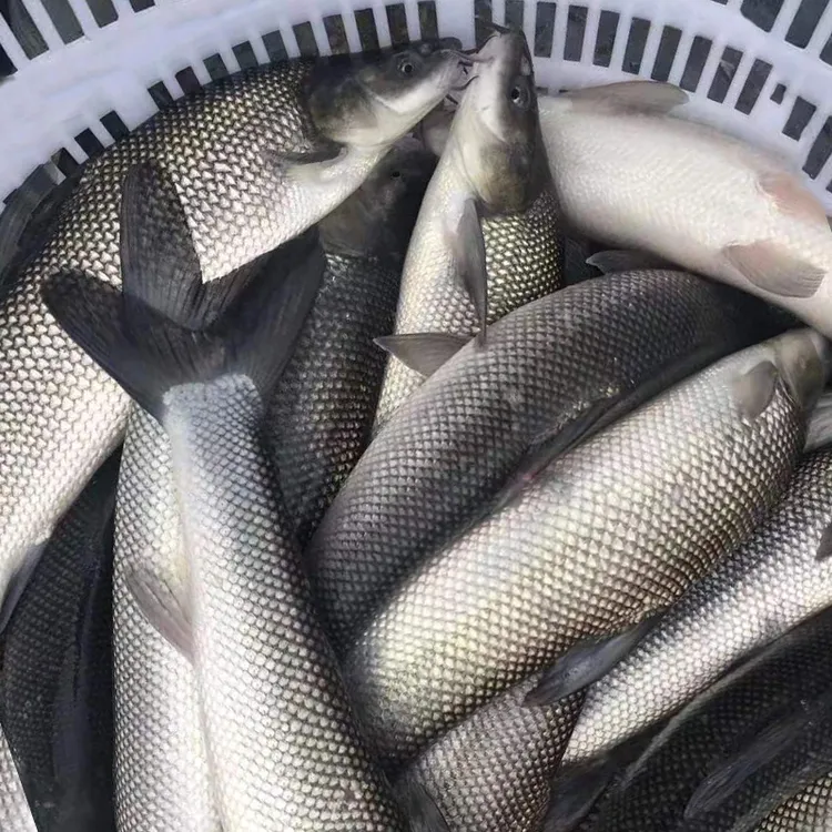 草食性鱼类淡水银鳕鱼草混子大鳞鲃淡水养殖食用观赏均可