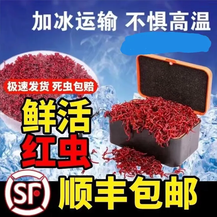 鲜活红虫野钓公虫拉饵小号挂钩特大号黑坑