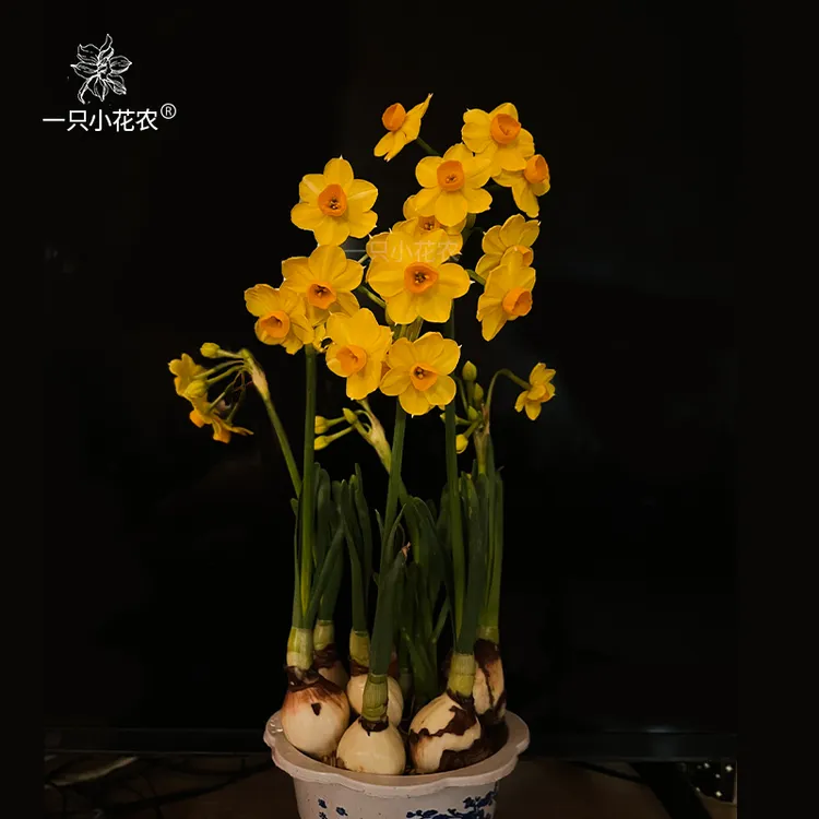 【金水仙】漳州黄金水仙花种球水培盆栽冬季春节年宵花农户自营