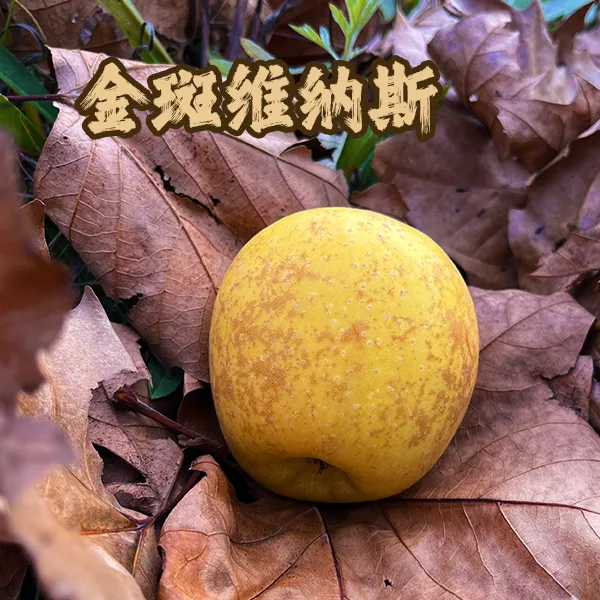 无品牌【新鲜采摘】原产地金斑黄金维纳斯苹果果园直发
