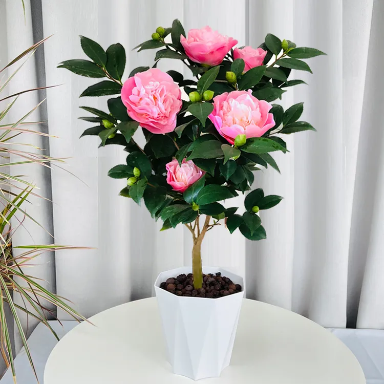 山茶花盆栽香妃香茶花带花苞发货开花有香味阳台庭院好养的花茶花